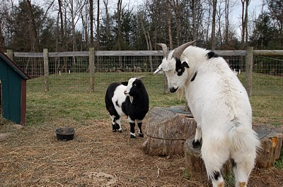 goat striking a pose 6
