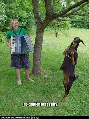 goat on hind legs as woman plays accordian
