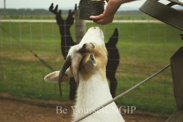 [pecks farm climbing goat1.jpg]