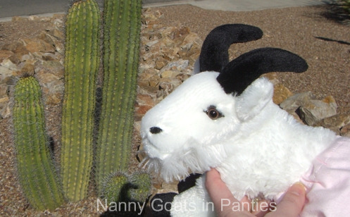 [lacy with cactus 1.jpg]