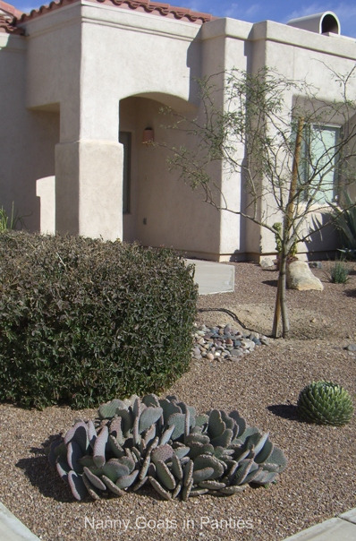 Typical Tucson front yard - no grass