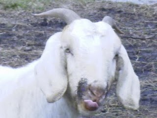 [molassesface goatsgarden2.JPG]