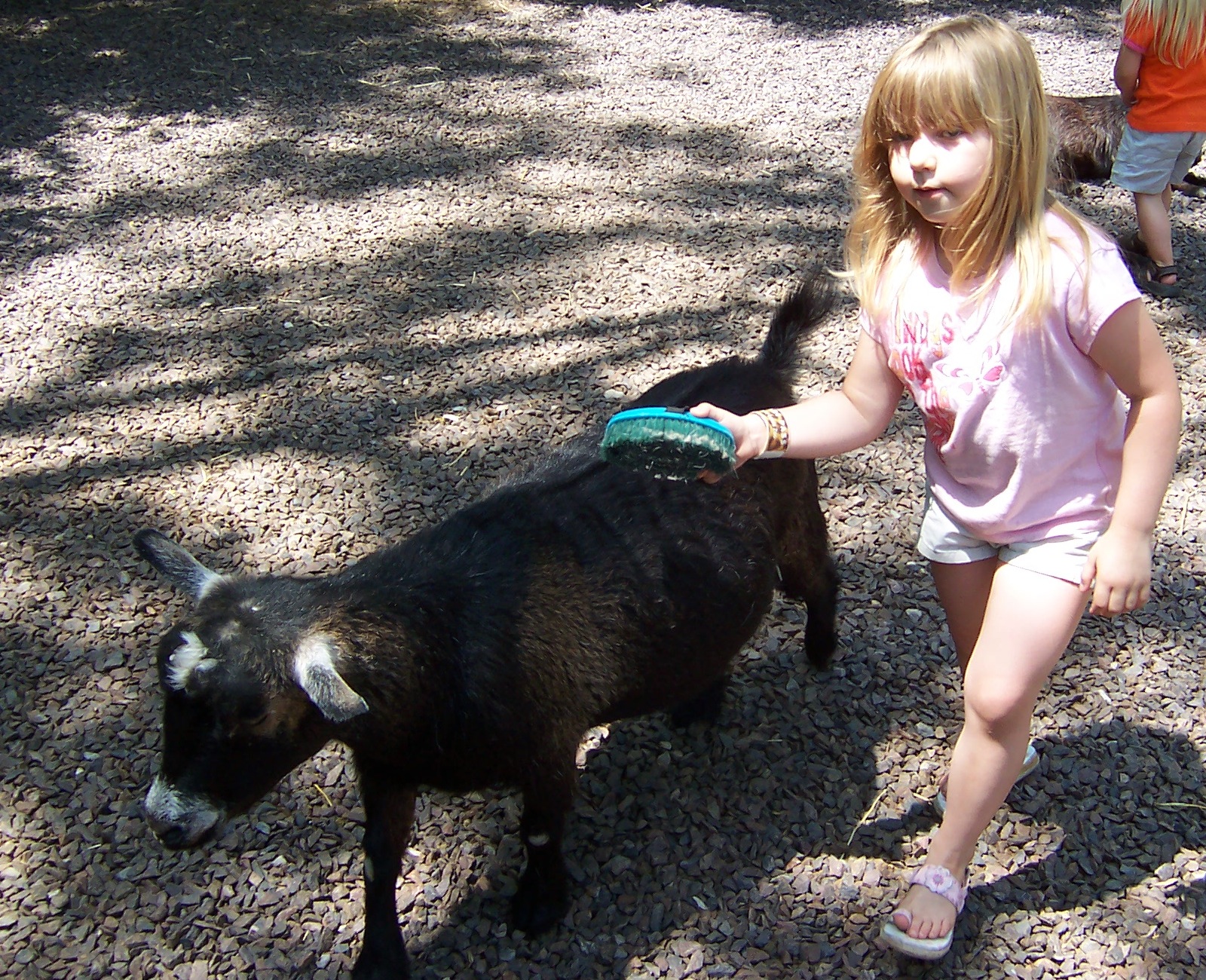 [goat st louis zoo kerry 2.jpg]