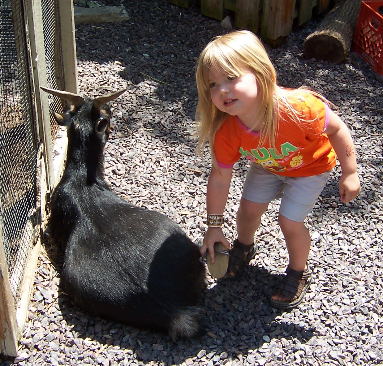 [goat st louis zoo kerry 1.jpg]