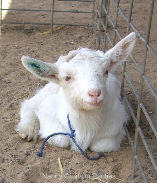 goat kid, surfing goat dairy, 2 weeks old goat kid, surfing goat dairy, 2 weeks old