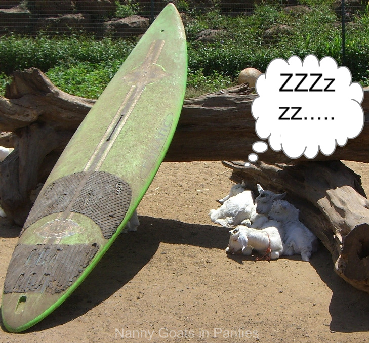 [surfing+goat+beach+bums.jpg]