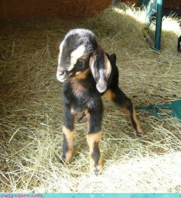 another baby goat