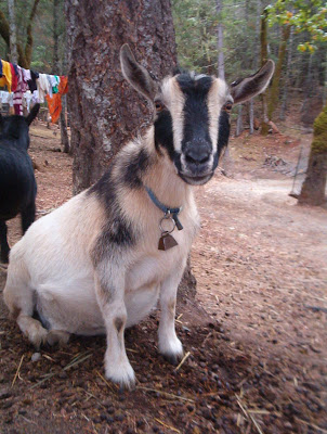 goat doing laundry