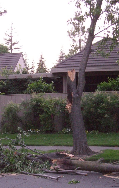 [windbroken_tree.jpg]