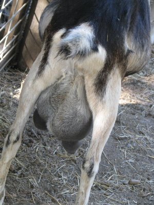 [goat_swollen.JPG]