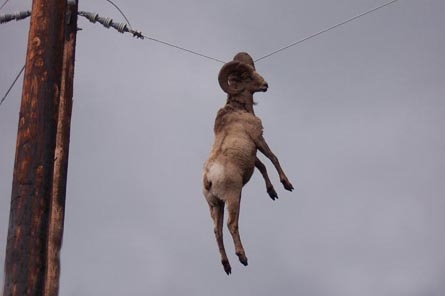 [goatwire.jpg]