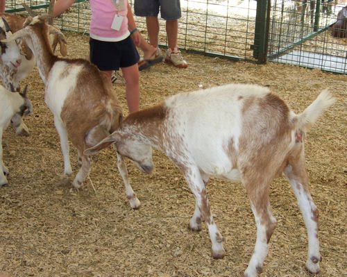 [goat_brawl_via_3kidsandus.jpg]