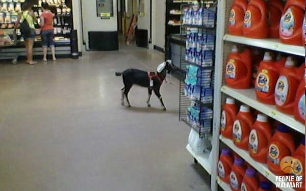 [goat+in+walmart+via+suebob.jpg]