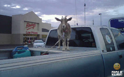 goat in truck bed at walmart parking lot
