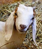 [hutchinson+pkwy+goat.jpg]