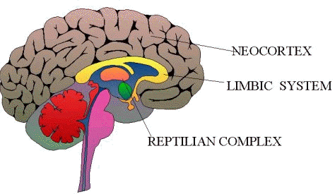 Ancient Brain