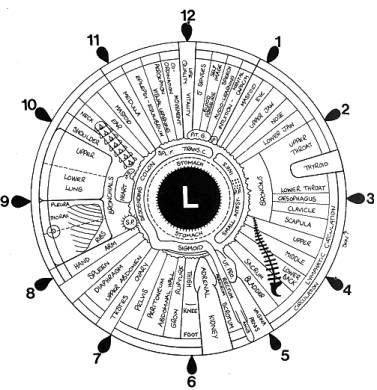 Cat Iridology Chart