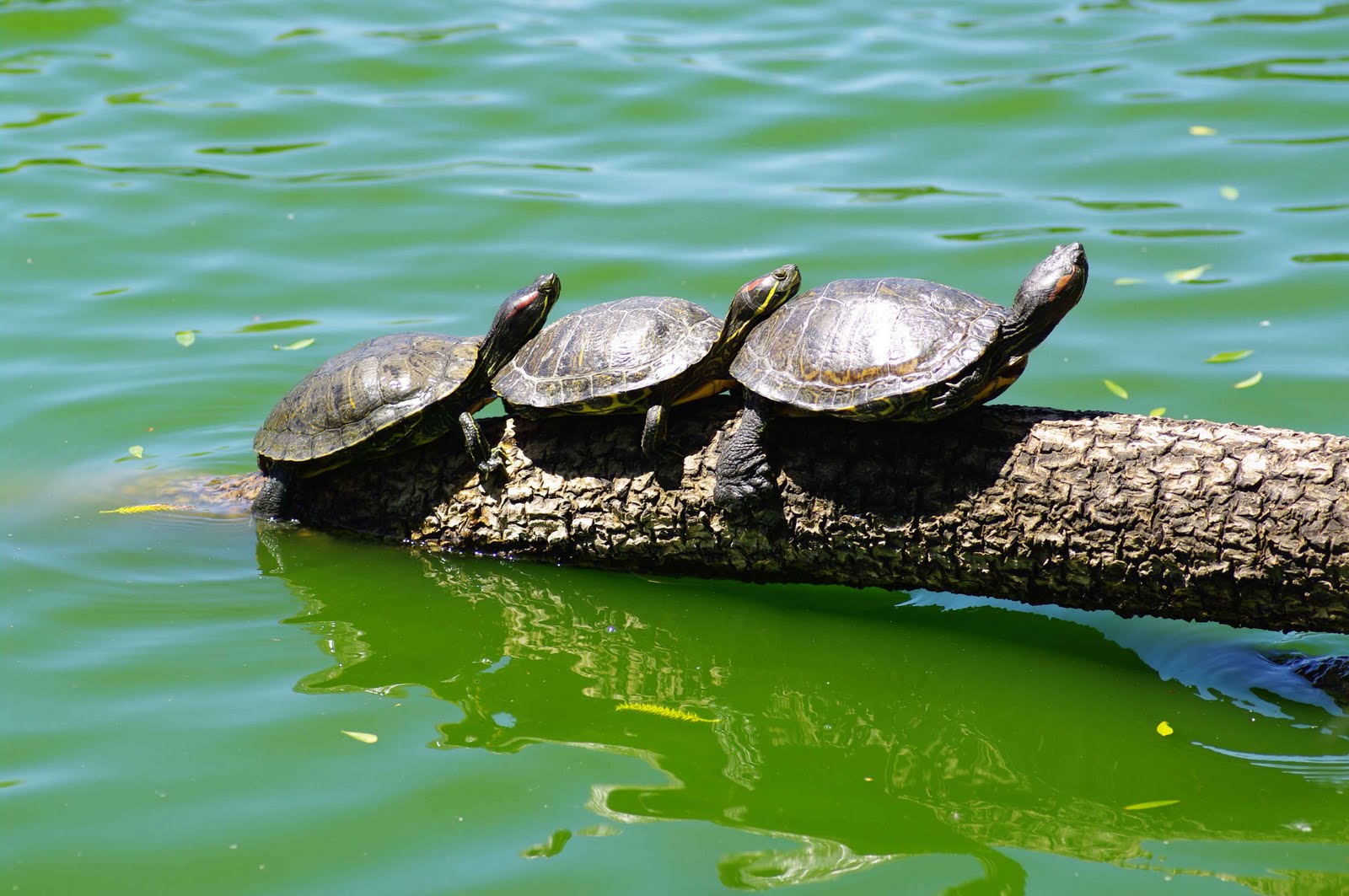 basking rock