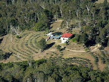 THE OLIVE FARM WHERE WE SPENT THE LAST FOUR YEARS.