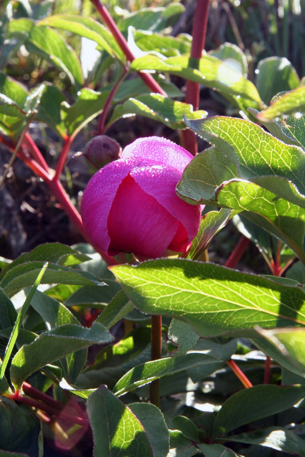 [IMG_6427+copy.jpg]