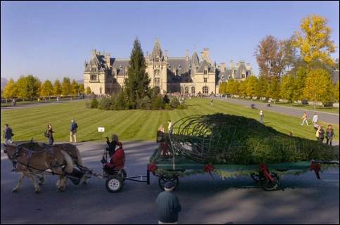 [biltmoretree.jpg]