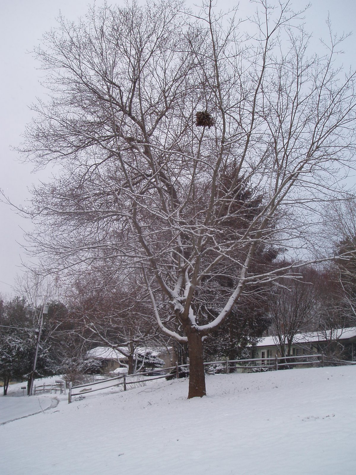 [trees2.JPG]