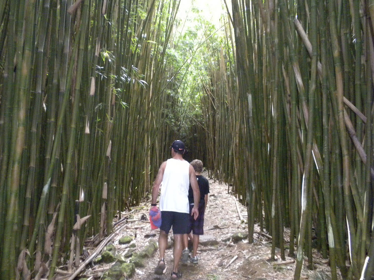 The bamboo forest