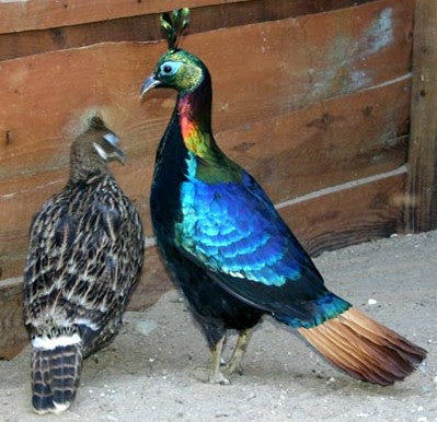 Fun Facts about Up : movies