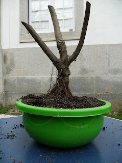 Ficus carica Ti+009