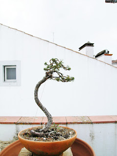 Pinus sylvestris 2 Sa+011