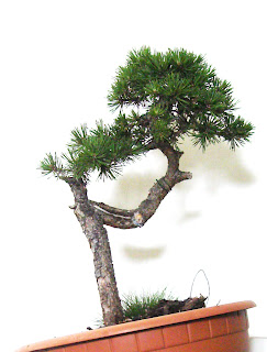 Pinus sylvestris P+005