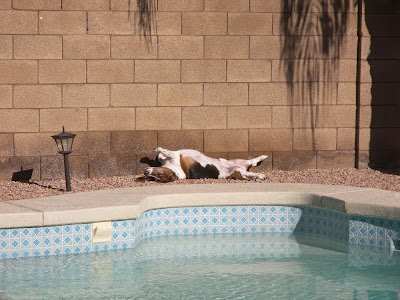 Yellow Mustard Algae