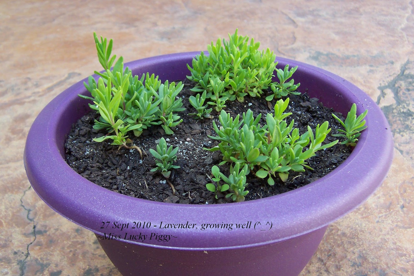 My Plants Diary My English Dwarf Lavender