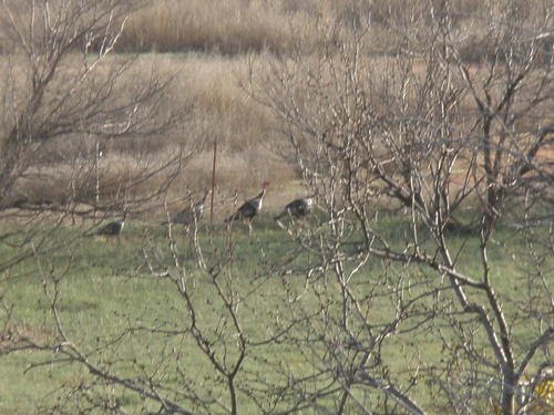 Turkey