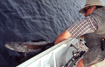 Catch and Release Northern Pike