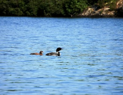 loon and chick