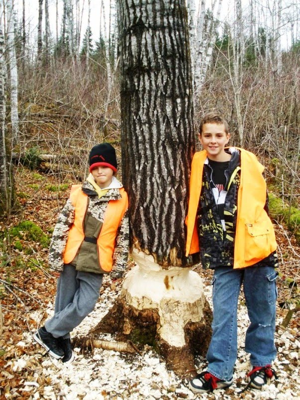 Beaver Cutting Tree