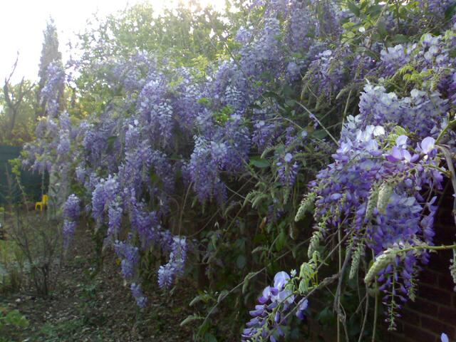 [Wisteria.jpg]