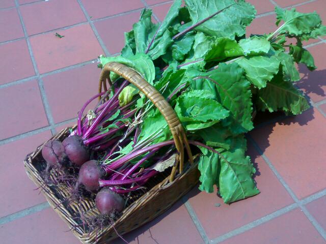 [Beetroot.jpg]