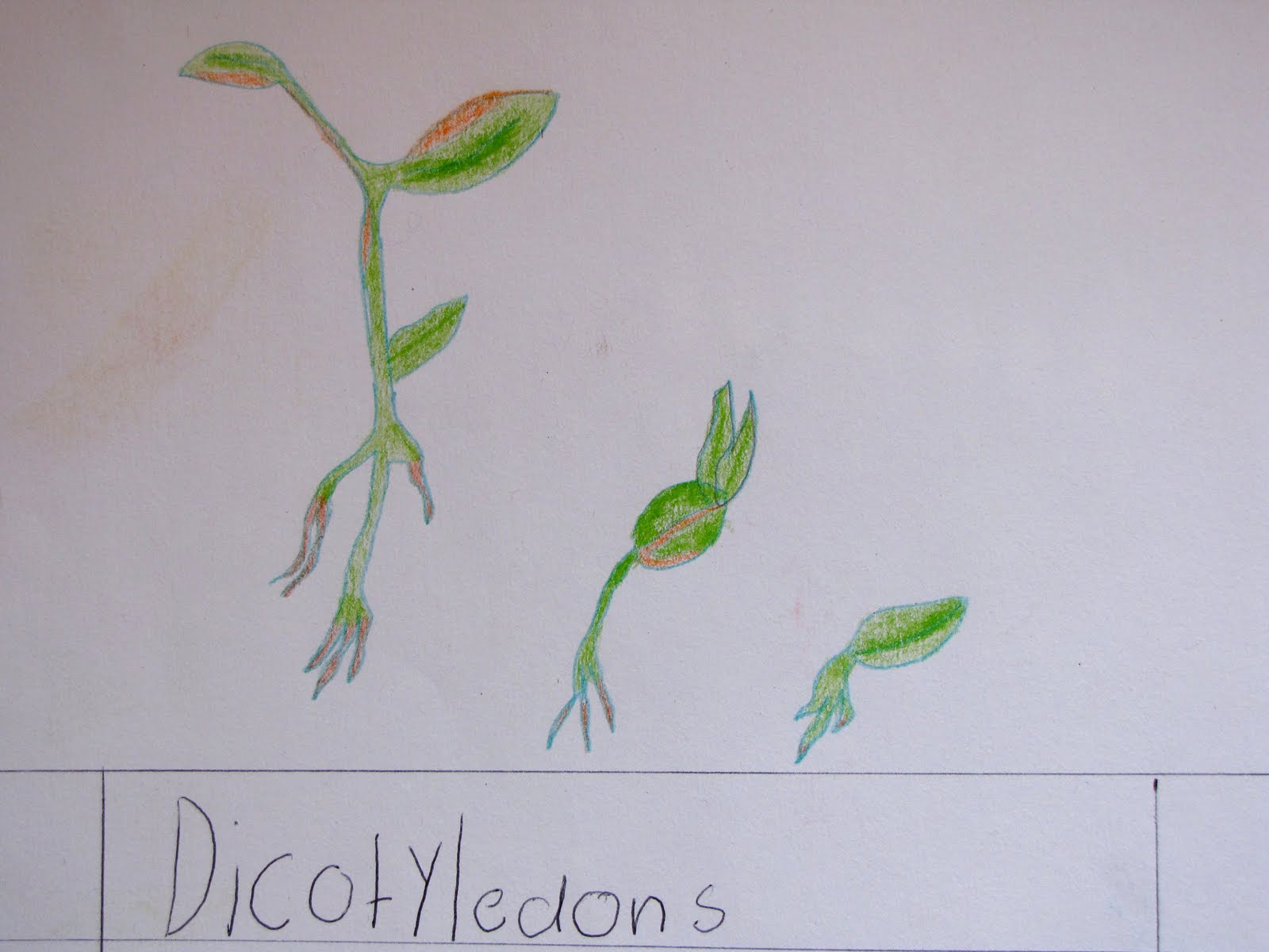 Waldorf Grade 5 Botany Natural Suburbia