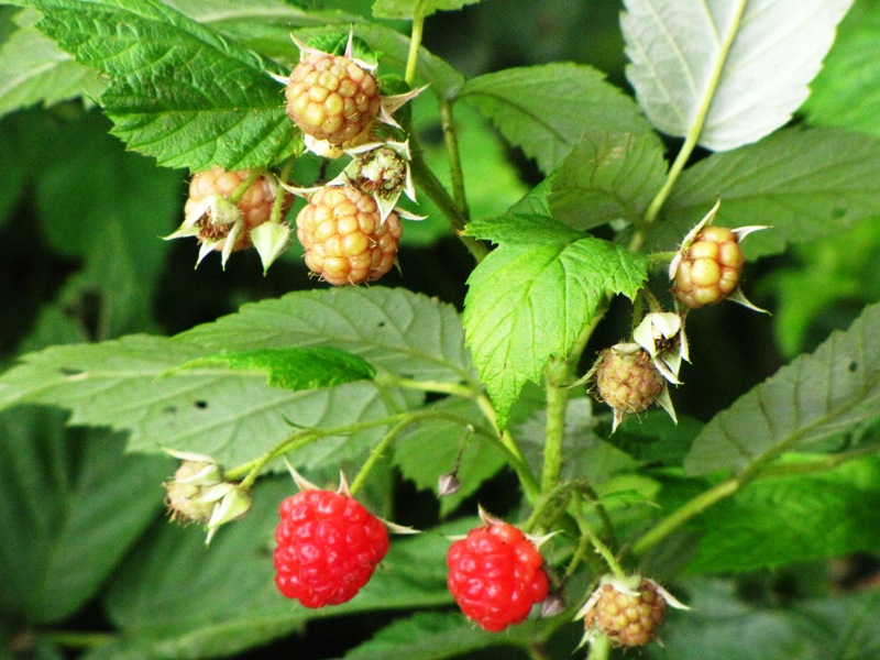 South Africa Archives Natural Suburbia