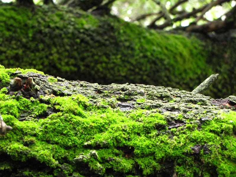 South Africa Archives Natural Suburbia