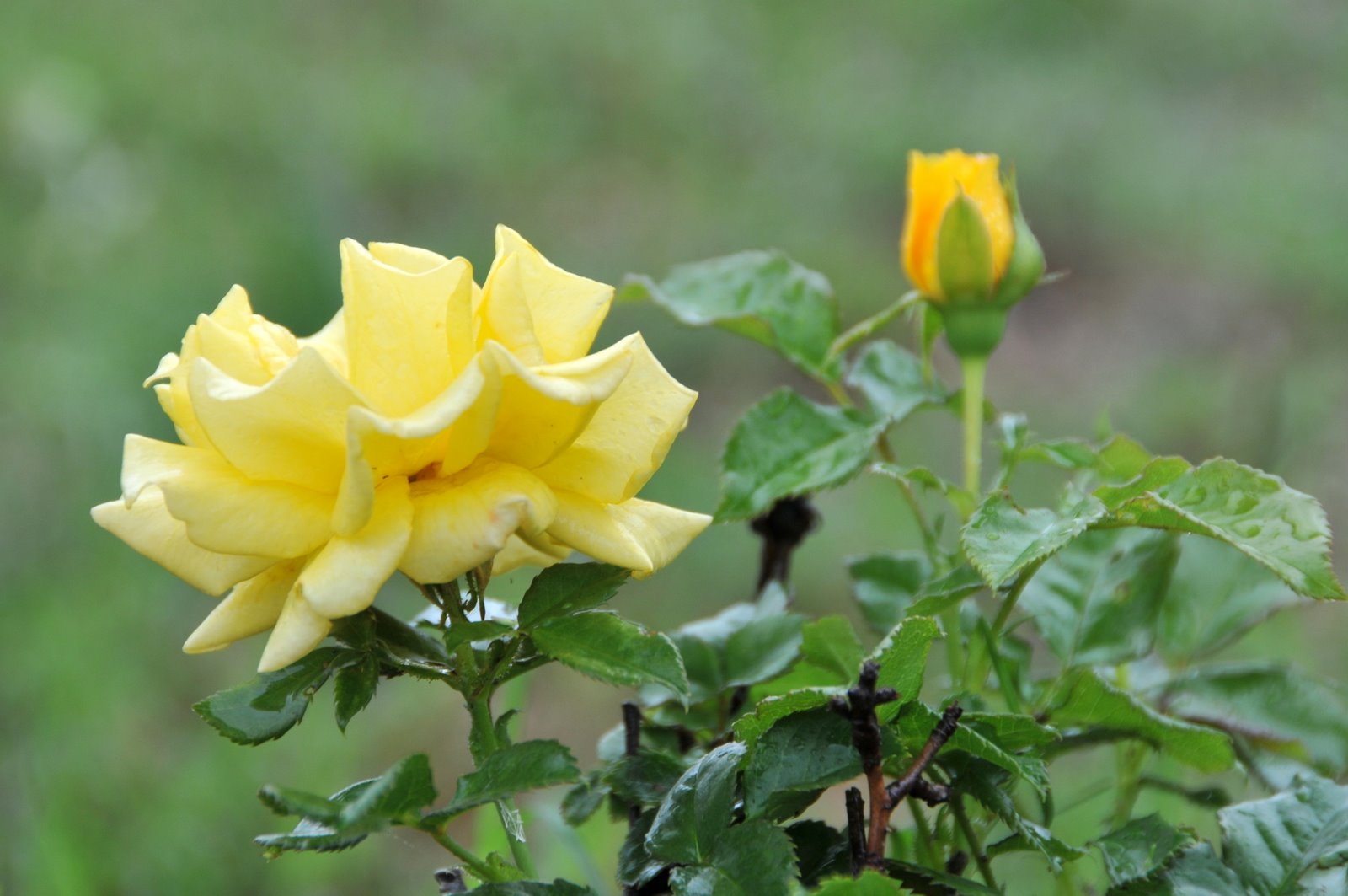 [DSC_1920.JPG]