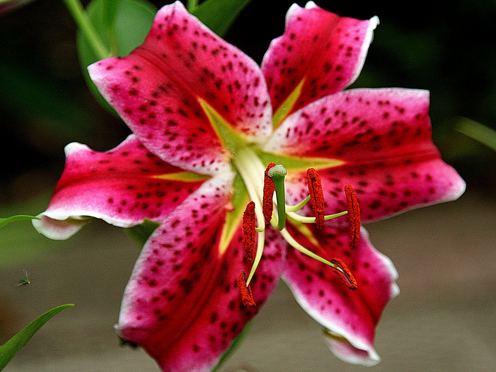 stargazer lilies