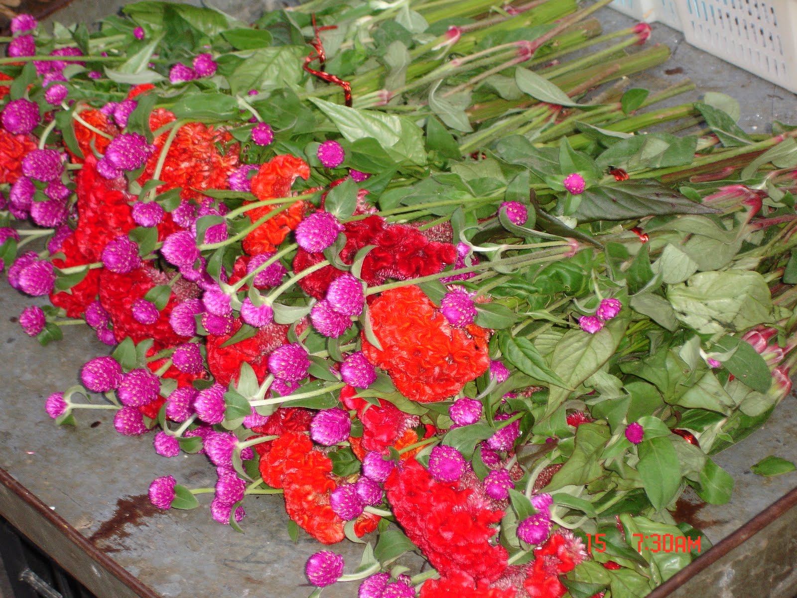 Ggs Garden 圓仔花