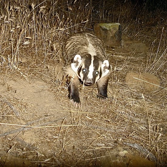 Camera Trap Codger Badgers and gangrenous legs