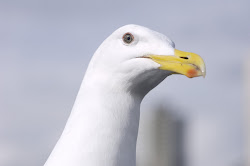 A Sea Gull Similar to Sylvia