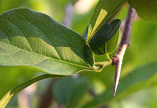 Sage leaves in gujarati