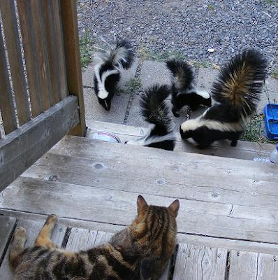 Cat and skunks