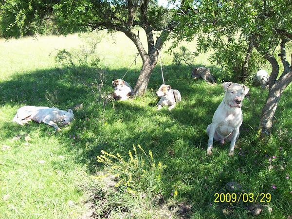 LA JAURIA DESCANSANDO.